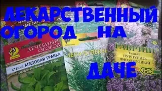 лекарственные травы на грядке