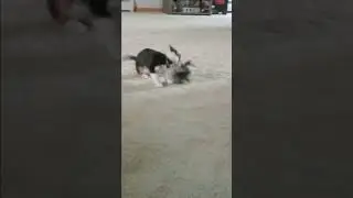 Alfredo the Puppy