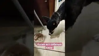 Котик и собака 🐕😹 #funny #funnyanimal #funnypet #pet #animal #cat #кайф #dog #cutepet