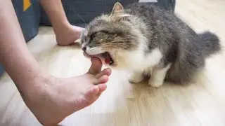 How Cats React When I Soak My Feet With Catnip