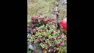 сказочная природа Карелии. Подборка фото. ВГСХА БИОФАК