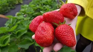 Начало сбора  урожая клубники Клери в теплице 1 мая 2018года