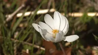 4 Fun Facts About Spring Ephemerals
