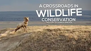 A Crossroads in Wildlife Conservation: Charles Sheldon: Conservation Success Stories