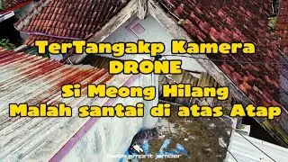 Tertangkap KAMERA DRONE ‼️Si Meong hilang malah santai diatas atap