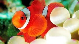 Смотреть приключения Немо. Watch adventures of Nemo.