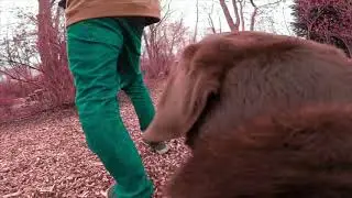 Dog with gimbal and gopro :-)