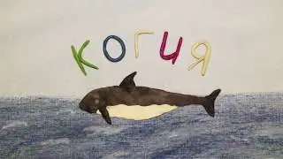 Когия или карликовый кашалот. Kogia breviceps.  Пластилиновый познавательный мультфильм.