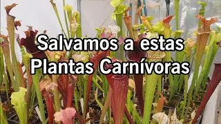 Salvamos a estas Plantas Carnívoras