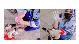 Video of women slaughtering chicken by Gull baji #trending #viralvideo#slaughterchicken