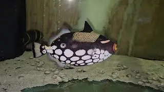 Clown Trigger $949 - Indian Ocean