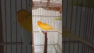 Pancingan Kenari || Pancingan kenari macet bunyi atau belajar ngerol