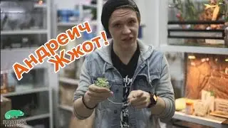 Andreich Zhzhot! You have a Yemeni chameleon at home.