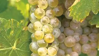 Grapevine Pair