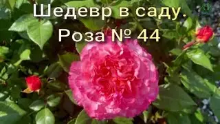 Шедевр в саду. Роза № 44. Питомник растений Е. Иващенко