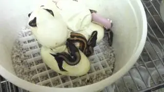 Striped Pied Ball Pythons Hatching