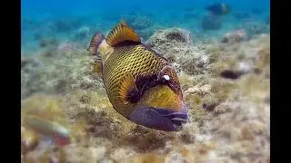I MILLE COLORI DEL MAR ROSSO - many colors of the red sea - HD