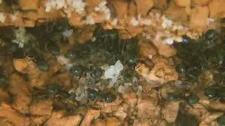 Lasius Niger jajka larwy poczwarki🐜