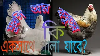 প্রবাসী দেশে মুরগি আর কবুতর একসাথে পালা যাবে কি