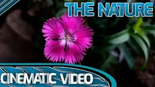 The Nature Cinematic Video Sri Lanka... | Lens And Art