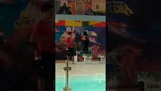 Beruang madu main gitar