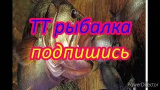 Жор чибака и Леща