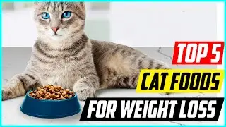 5 Best Cat Foods for Weight Loss