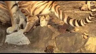 tiger poops