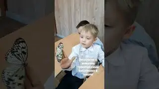 Экскурсии с живыми тропическими бабочками в школе 🦋