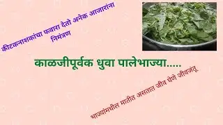 पालेभाज्या कशा धुवाव्यात?