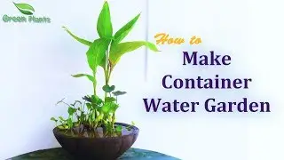 How to Make Container Water Garden | Water Garden With Fish//GREEN PLANTS