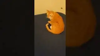 Cat loves a clean bed!