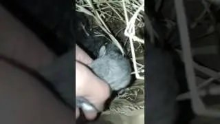 "Крольчата 10 дней"