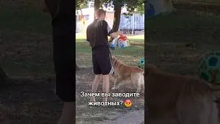 Собачатники // Марко Бондаренко #собака #собакавдоме #выгулсобак
