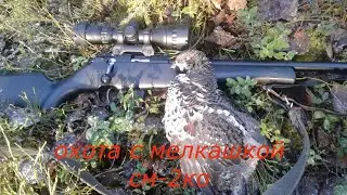 охота с мелкашкой см-2ко//открываю капканы на куницу