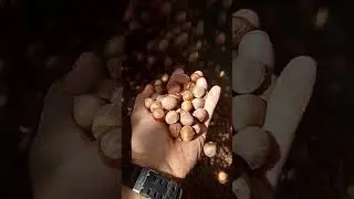 Raccolta nocciola romana.con rimorchio Pantografo con alzata da 3 metri x 10 quintali netti