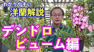[Western Orchids] What is a Dendrobium? Explaining everything from the basics to how to make it b...