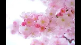 Beautiful Flowers  4K Nature relaxing song flowers  Meditation Music  and  Healing Music