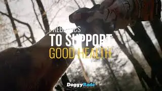 DoggyRade - Isotonic Drink For Dogs