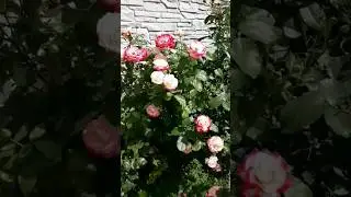 Троянда Ювілей Принца де Монако. Липень 2023р.