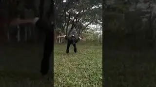 Salto dulu bro || IKS.PI Kera Sakti #shorts