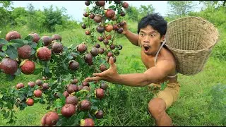 Mangosteen Harvest Season , Lots of mangoes in the forest ,Catch wild chickens by hand