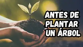 ¡Todo lo que Necesitas Saber Antes de Plantar un Árbol!