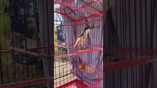 MASTERAN  BURUNG PENTET