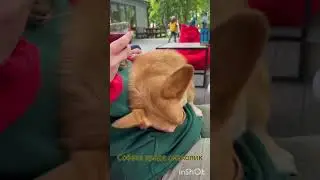 Собака краде смаколик