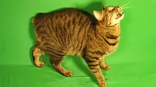 Manx Cats & Kittens Green Screen