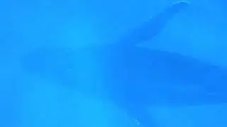 Surfacing Whale