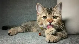 Why Cats Always Look So Clean and Fresh!