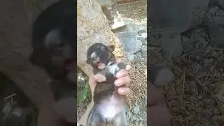 #dogs #doglover #puppydog