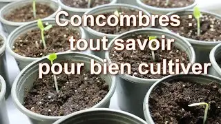 Tout Savoir pour Bien Semer et Cultiver des Concombres et des Cornichons